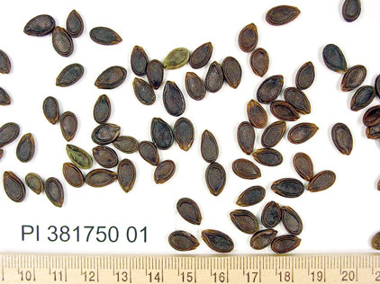 SEED