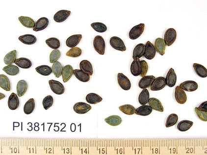 SEED