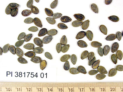 SEED