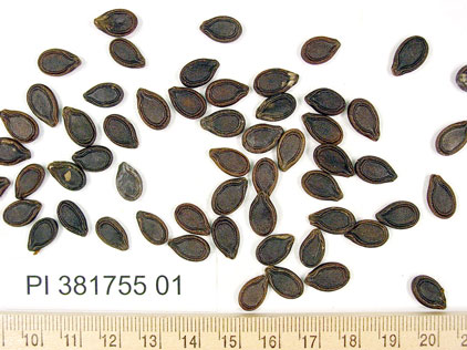 SEED