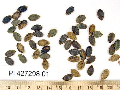 SEED