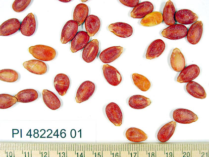 Click for 1 image(s) for this accession. SEED
