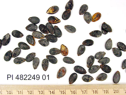 Click for 1 image(s) for this accession. SEED