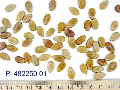 Click for 1 image(s) for this accession. SEED