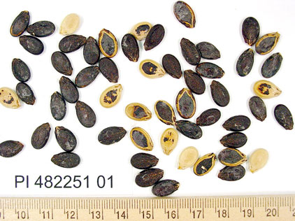 Click for 1 image(s) for this accession. SEED