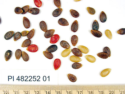 Click for 1 image(s) for this accession. SEED