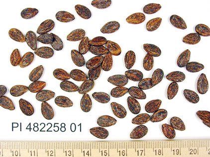Click for 1 image(s) for this accession. SEED