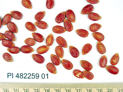Click for 1 image(s) for this accession. SEED