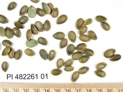 Click for 1 image(s) for this accession. SEED