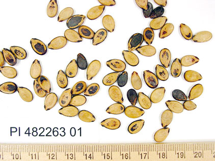 Click for 1 image(s) for this accession. SEED