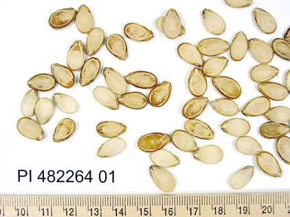 Click for 1 image(s) for this accession. SEED