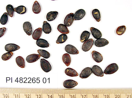 Click for 1 image(s) for this accession. SEED