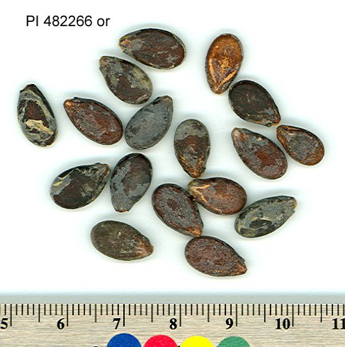 Click for 2 image(s) for this accession. SEED
