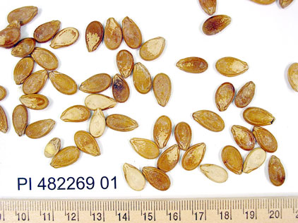 Click for 2 image(s) for this accession. SEED