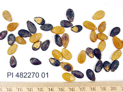 Click for 1 image(s) for this accession. SEED