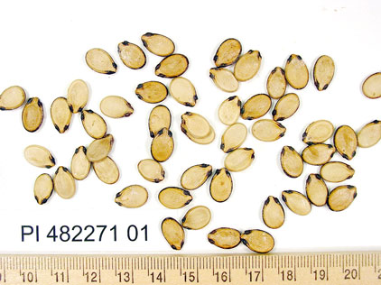 Click for 1 image(s) for this accession. SEED