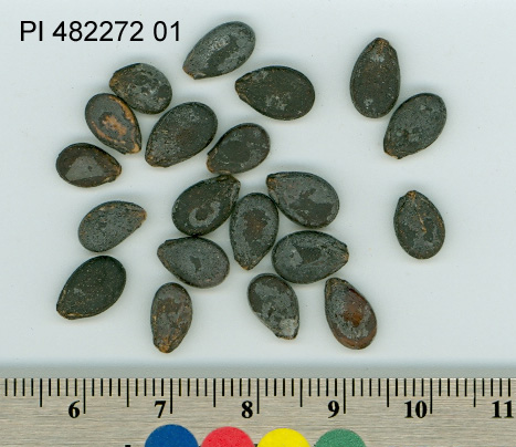 Click for 1 image(s) for this accession. SEED