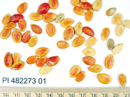 Click for 1 image(s) for this accession. SEED