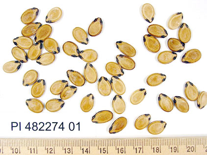 Click for 1 image(s) for this accession. SEED