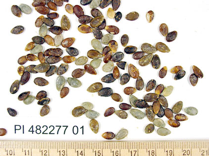 Click for 1 image(s) for this accession. SEED