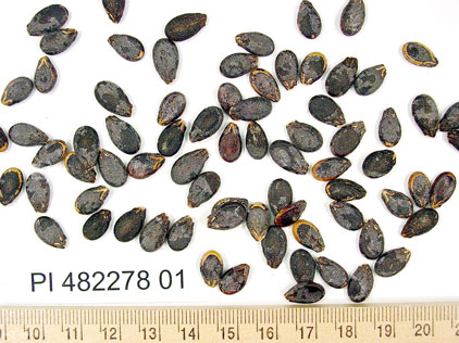 Click for 1 image(s) for this accession. SEED
