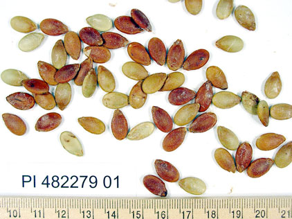 Click for 1 image(s) for this accession. SEED