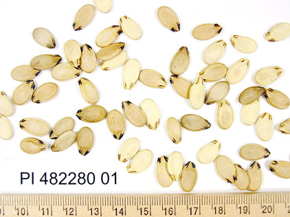 Click for 1 image(s) for this accession. SEED