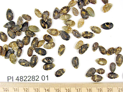 Click for 1 image(s) for this accession. SEED