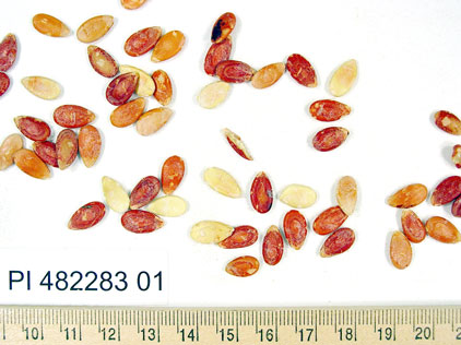 Click for 1 image(s) for this accession. SEED