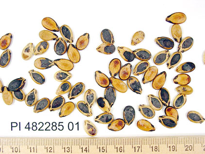 Click for 1 image(s) for this accession. SEED