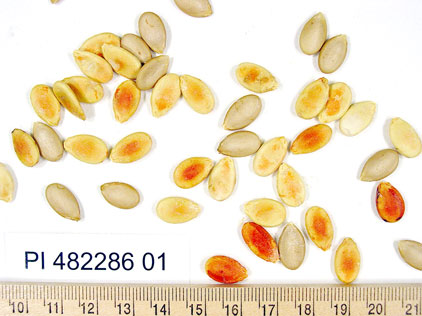 Click for 1 image(s) for this accession. SEED