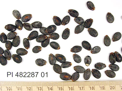 Click for 1 image(s) for this accession. SEED