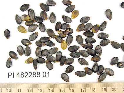 Click for 1 image(s) for this accession. SEED