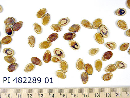 Click for 1 image(s) for this accession. SEED