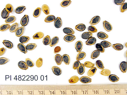 Click for 1 image(s) for this accession. SEED