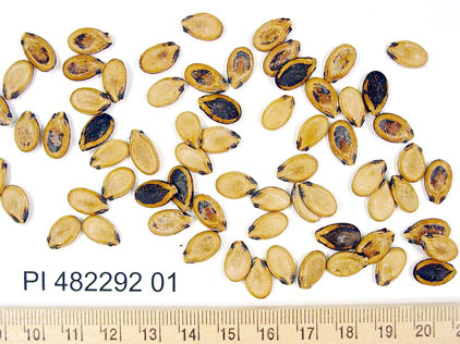 Click for 1 image(s) for this accession. SEED