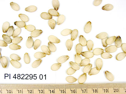 Click for 1 image(s) for this accession. SEED