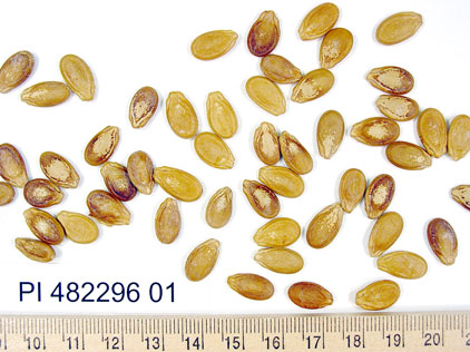 Click for 1 image(s) for this accession. SEED