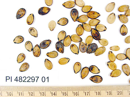 Click for 1 image(s) for this accession. SEED