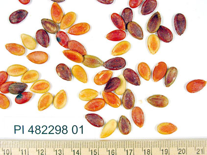 Click for 1 image(s) for this accession. SEED