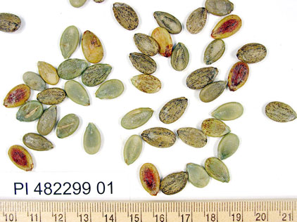 Click for 1 image(s) for this accession. SEED