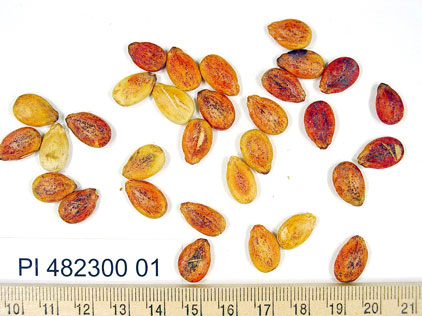 Click for 1 image(s) for this accession. SEED