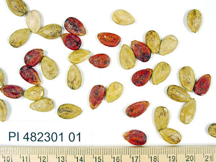 Click for 1 image(s) for this accession. SEED