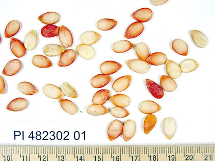 Click for 1 image(s) for this accession. SEED