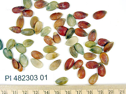 Click for 1 image(s) for this accession. SEED
