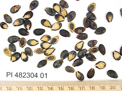 Click for 1 image(s) for this accession. SEED