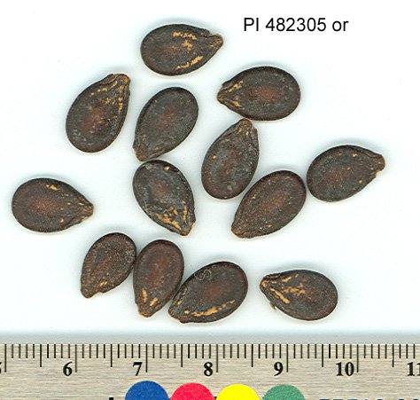 Click for 1 image(s) for this accession. SEED