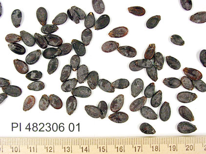 Click for 1 image(s) for this accession. SEED