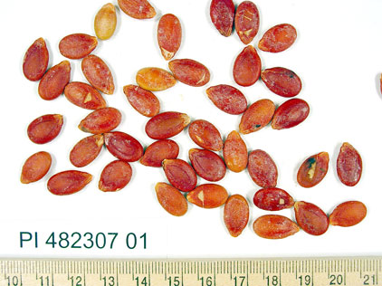 Click for 1 image(s) for this accession. SEED