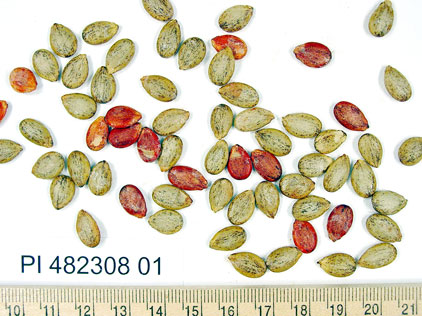 Click for 1 image(s) for this accession. SEED
